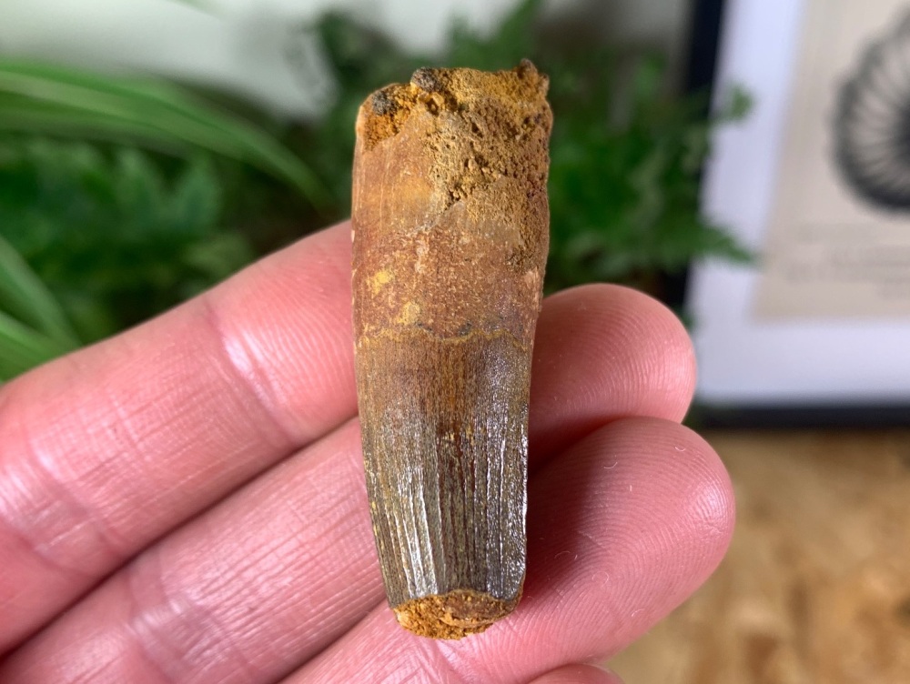 Spinosaurus Tooth - 1.75 inch #SP33