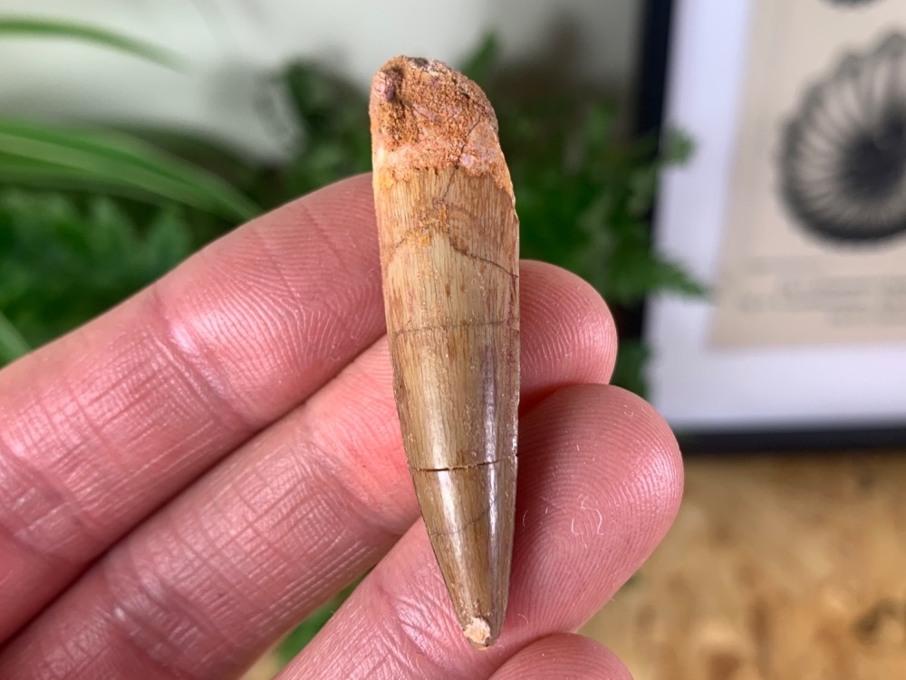 Spinosaurus Tooth - 1.88 inch #SP34