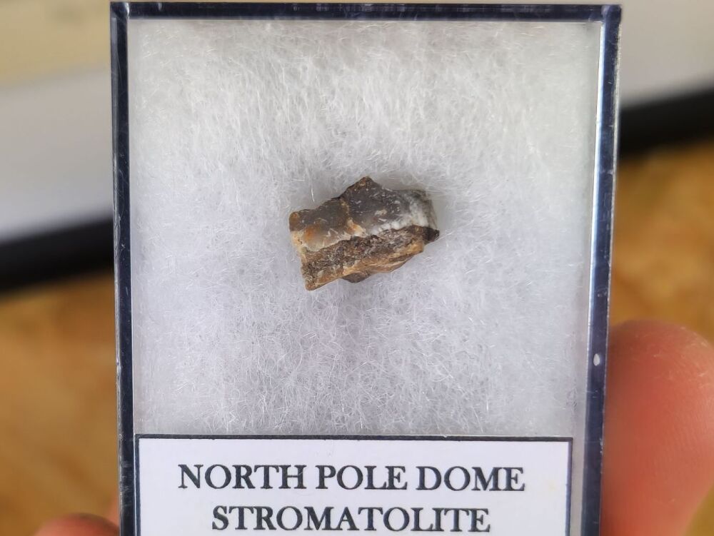 FIRST LIFE, North Pole Dome Stromatolite (Pilbara, Australia) #02
