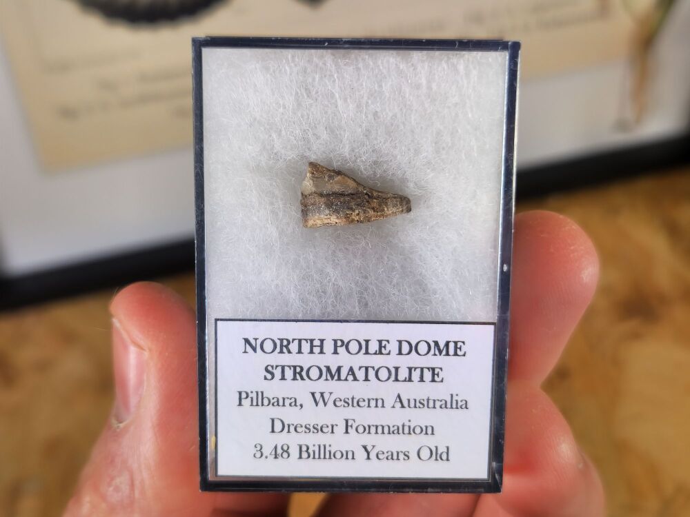 FIRST LIFE, North Pole Dome Stromatolite (Pilbara, Australia) #03