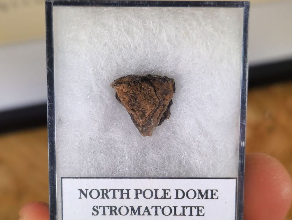 FIRST LIFE, North Pole Dome Stromatolite (Pilbara, Australia) #04