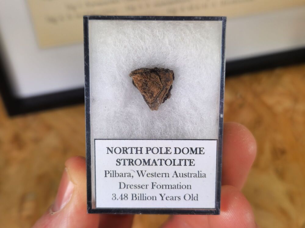 FIRST LIFE, North Pole Dome Stromatolite (Pilbara, Australia) #04