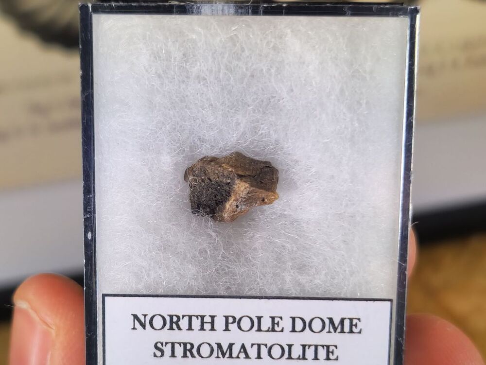 FIRST LIFE, North Pole Dome Stromatolite (Pilbara, Australia) #05