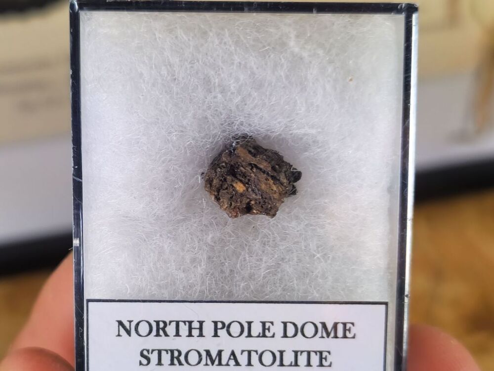 FIRST LIFE, North Pole Dome Stromatolite (Pilbara, Australia) #06