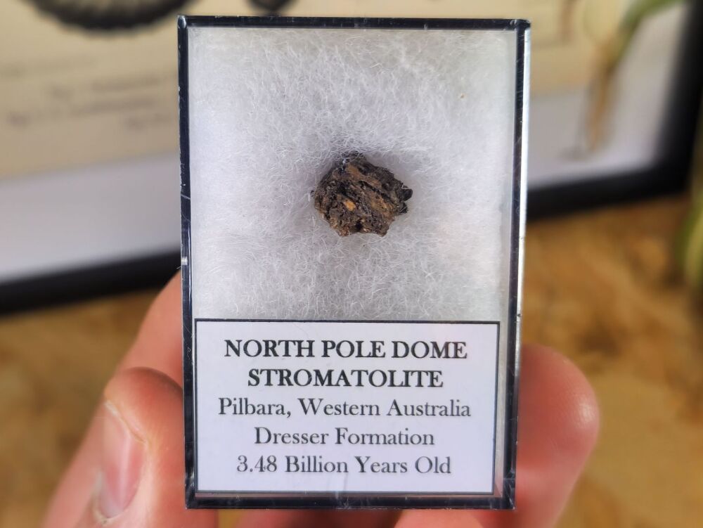 FIRST LIFE, North Pole Dome Stromatolite (Pilbara, Australia) #06