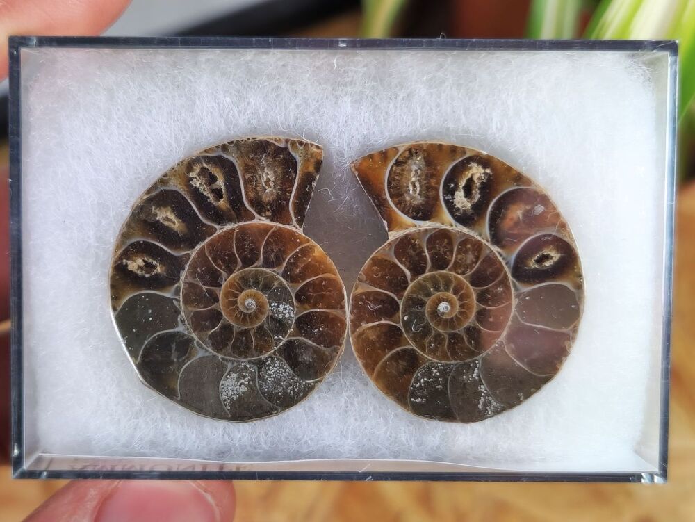 Cut & Polished Ammonite (pair) #08