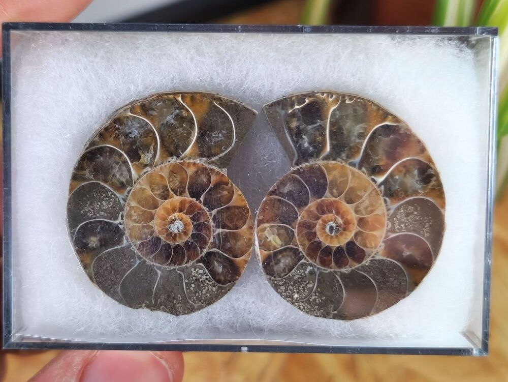 Cut & Polished Ammonite (pair) #09