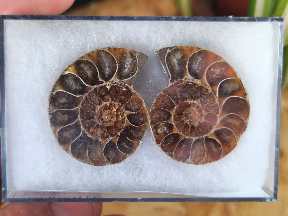 Cut & Polished Ammonite (pair) #11