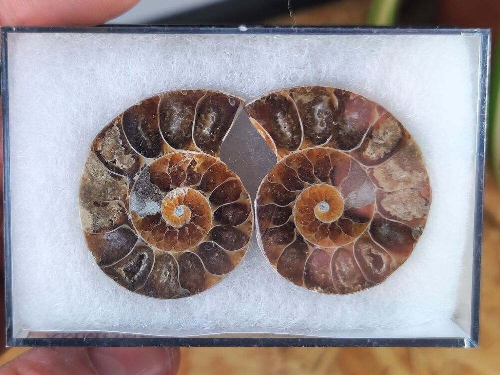 Cut & Polished Ammonite (pair) #12