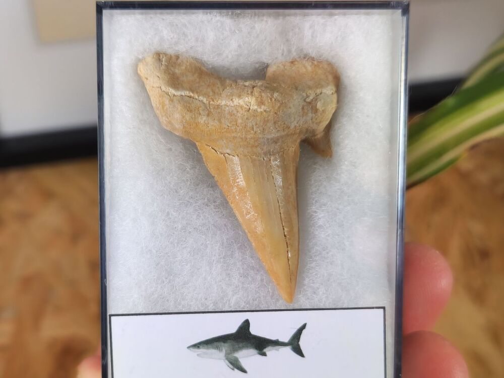 Otodus obliquus Shark Tooth (1.96inch) #01