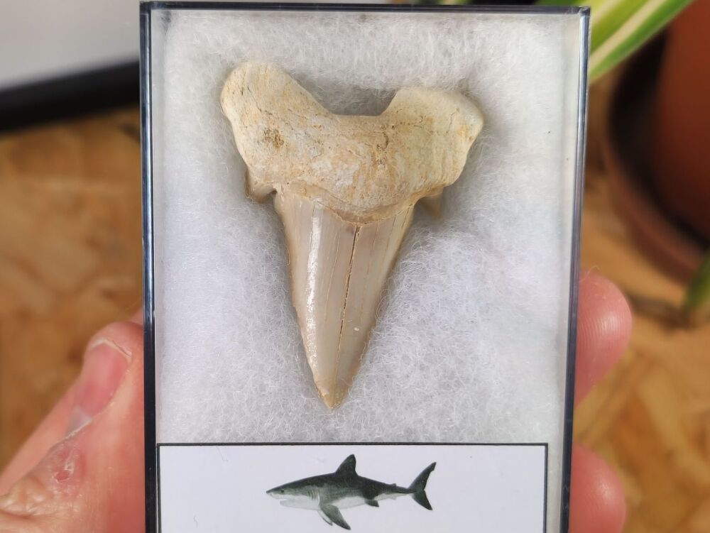 Otodus obliquus Shark Tooth (1.77inch) #02