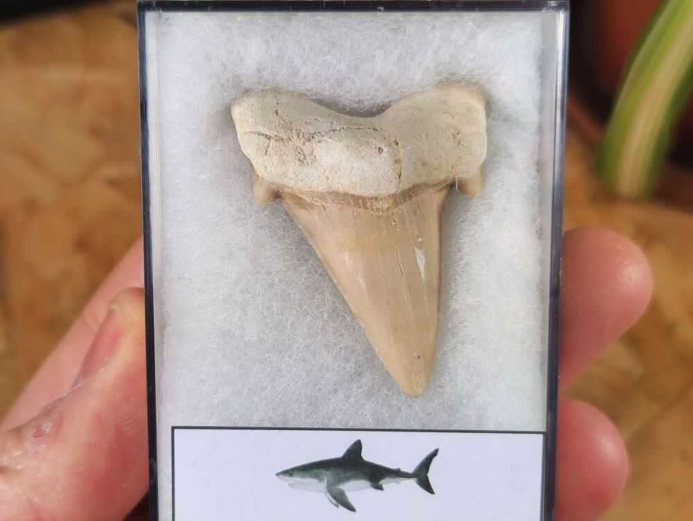 Otodus obliquus Shark Tooth (1.85inch) #05