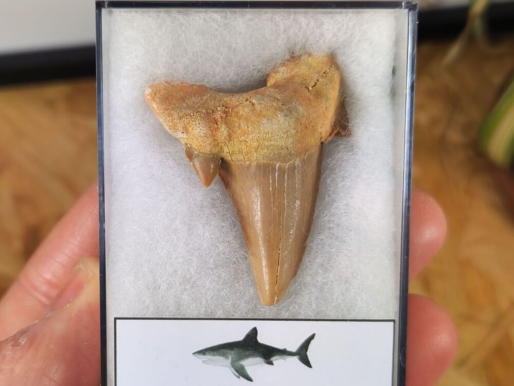 Otodus obliquus Shark Tooth (1.85inch) #07
