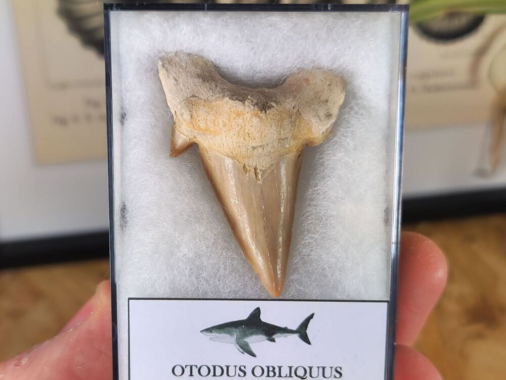 Otodus obliquus Shark Tooth (1.96inch) #08