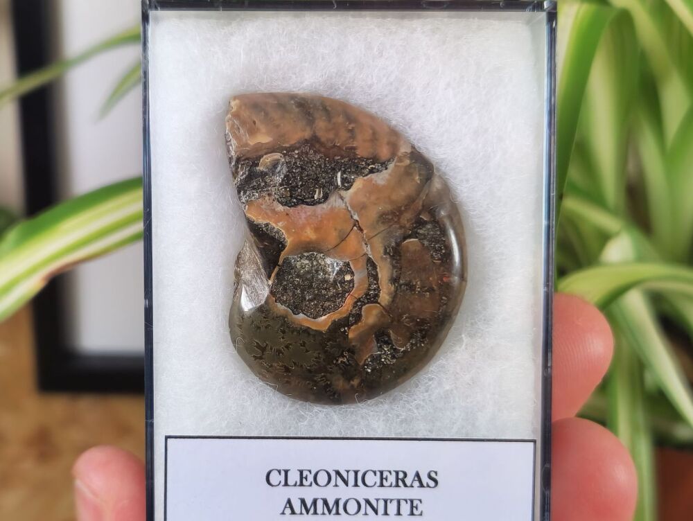 Cleoniceras Ammonite (Madagascar) #01