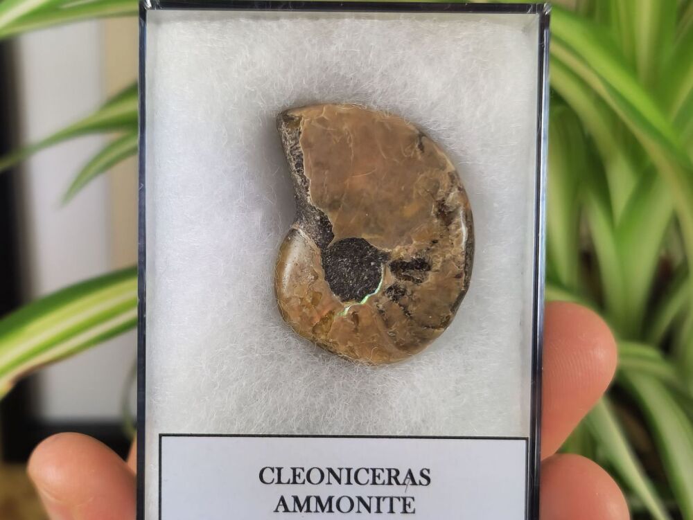 Cleoniceras Ammonite (Madagascar) #03