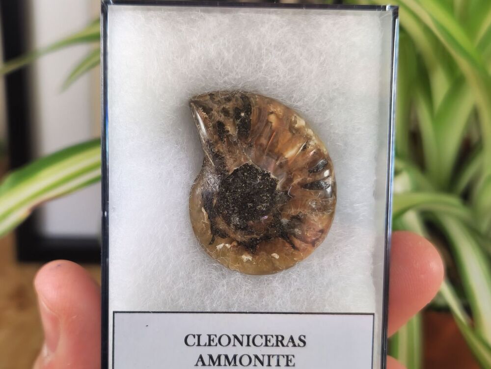 Cleoniceras Ammonite (Madagascar) #04