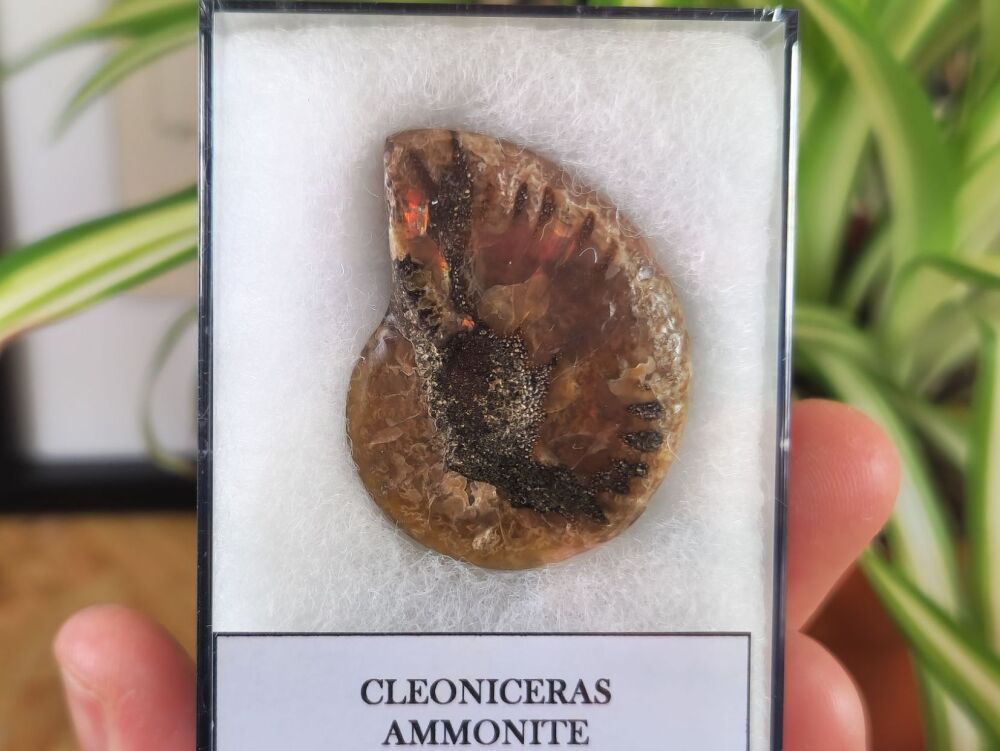 Cleoniceras Ammonite (Madagascar) #05