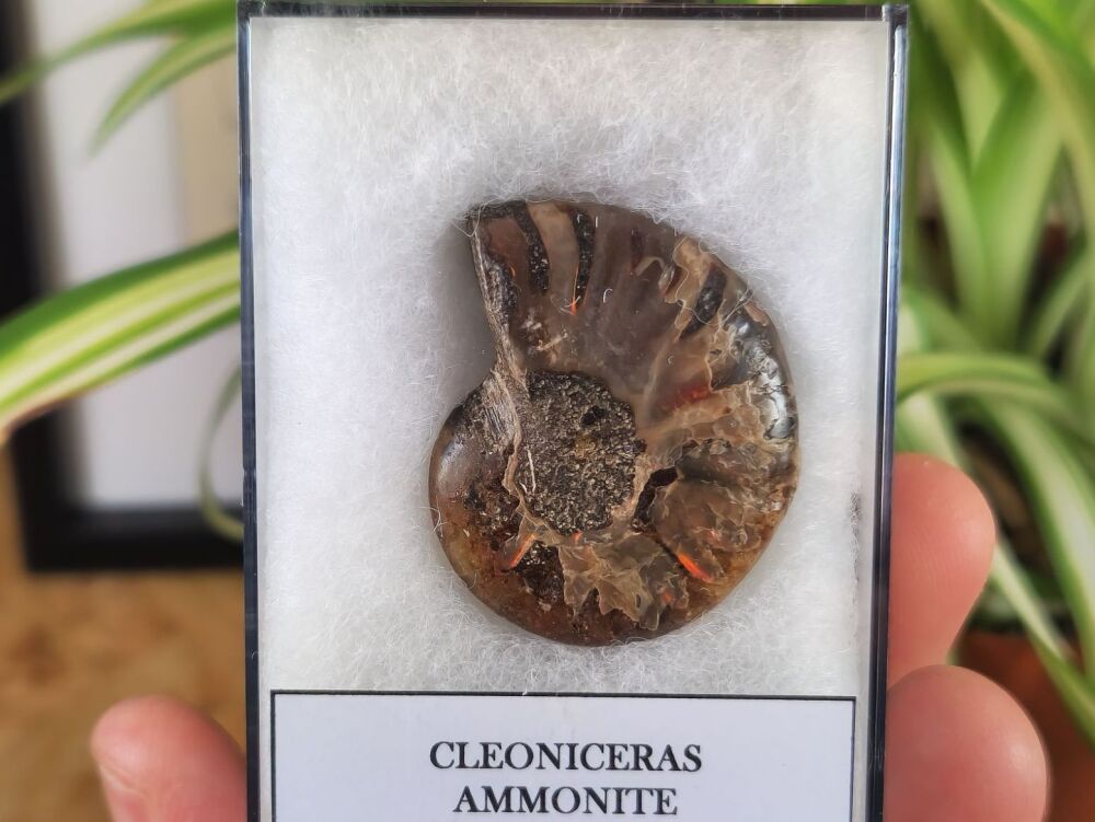 Cleoniceras Ammonite (Madagascar) #06