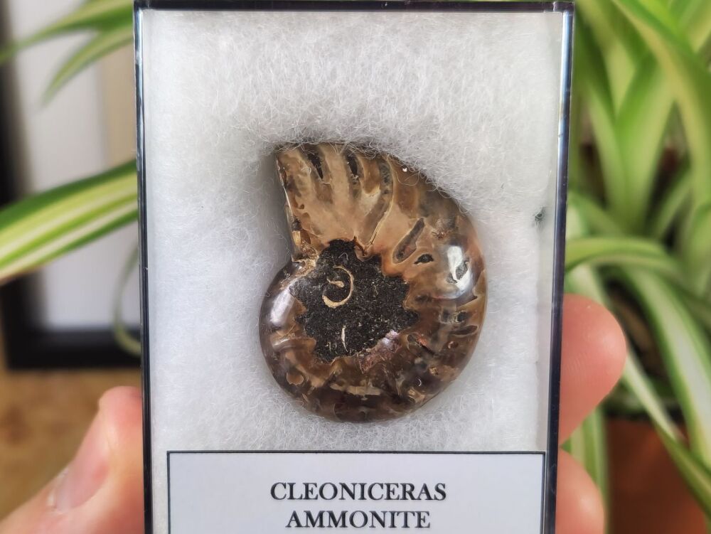 Cleoniceras Ammonite (Madagascar) #07