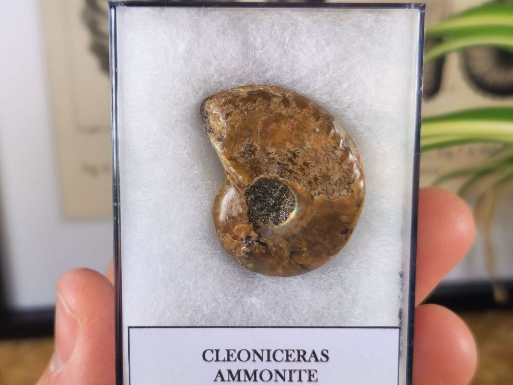 Cleoniceras Ammonite (Madagascar) #08