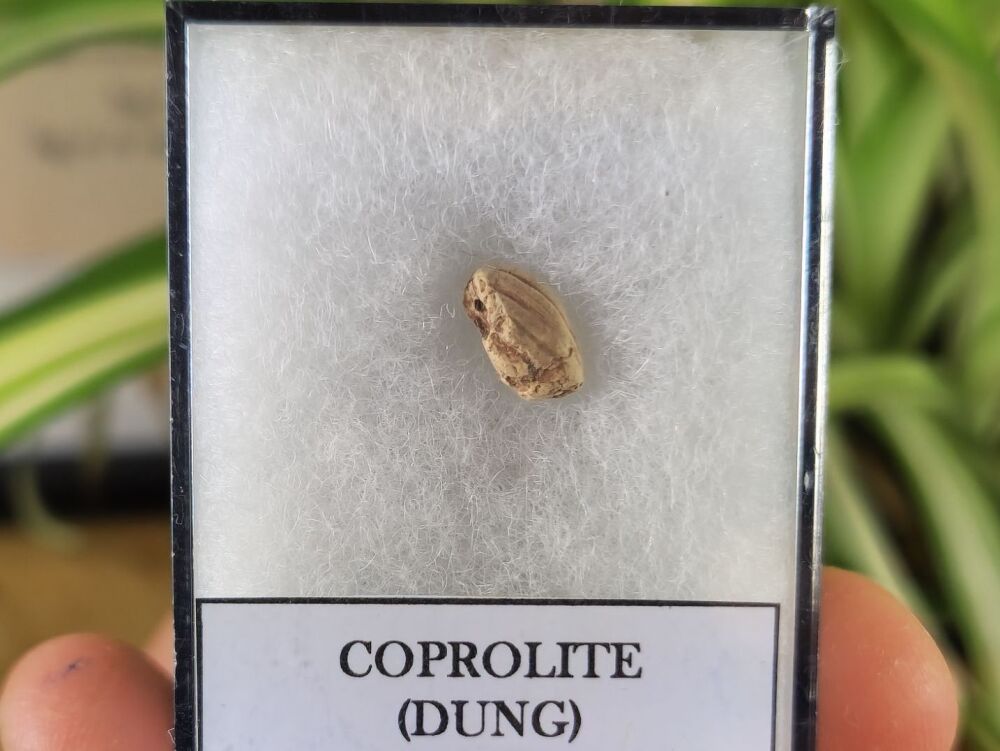 Triassic Coprolite (Dung), Bull Canyon Fm. #01