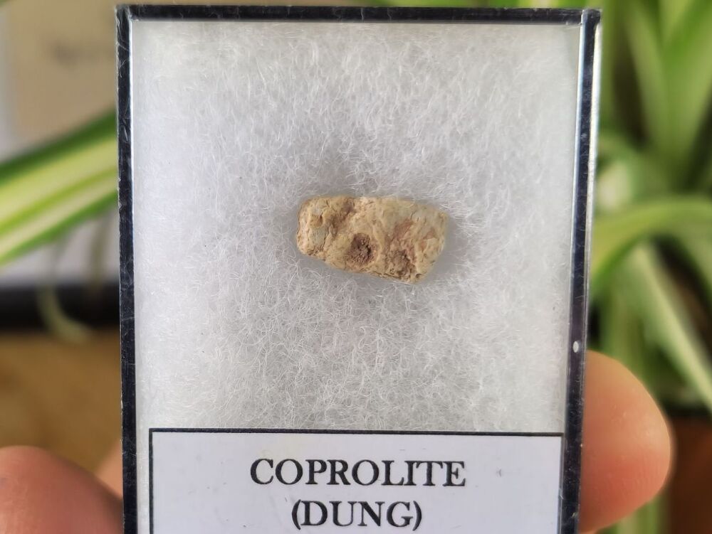 Triassic Coprolite (Dung), Bull Canyon Fm. #02