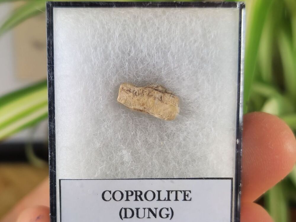 Triassic Coprolite (Dung), Bull Canyon Fm. #03