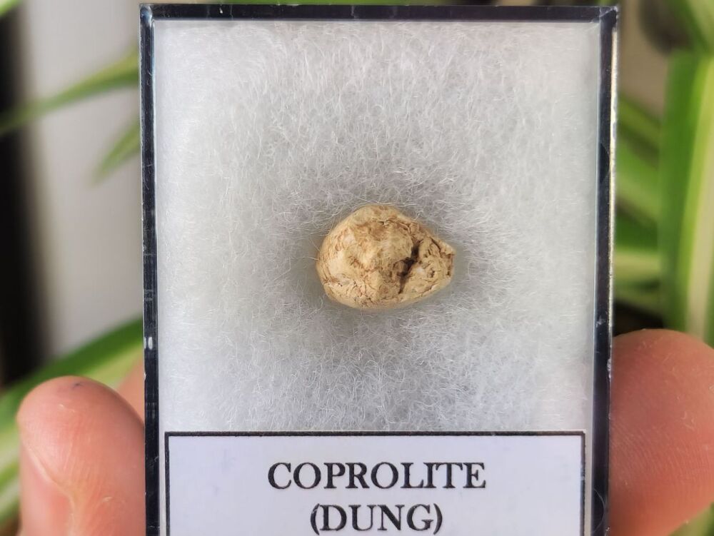 Triassic Coprolite (Dung), Bull Canyon Fm. #05