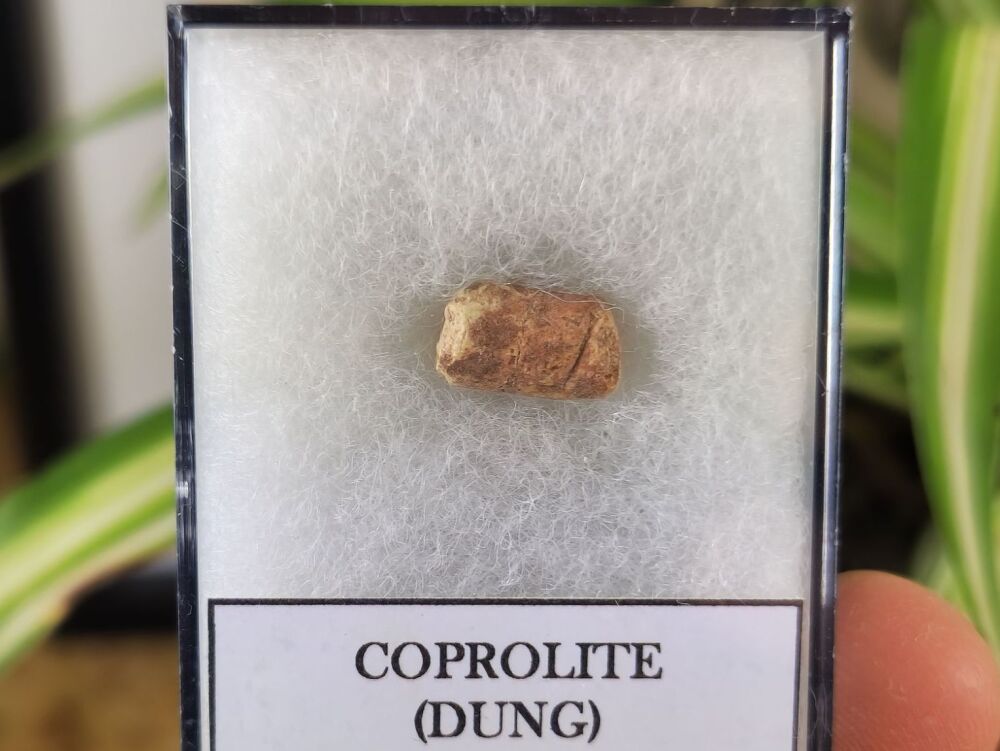 Triassic Coprolite (Dung), Bull Canyon Fm. #07