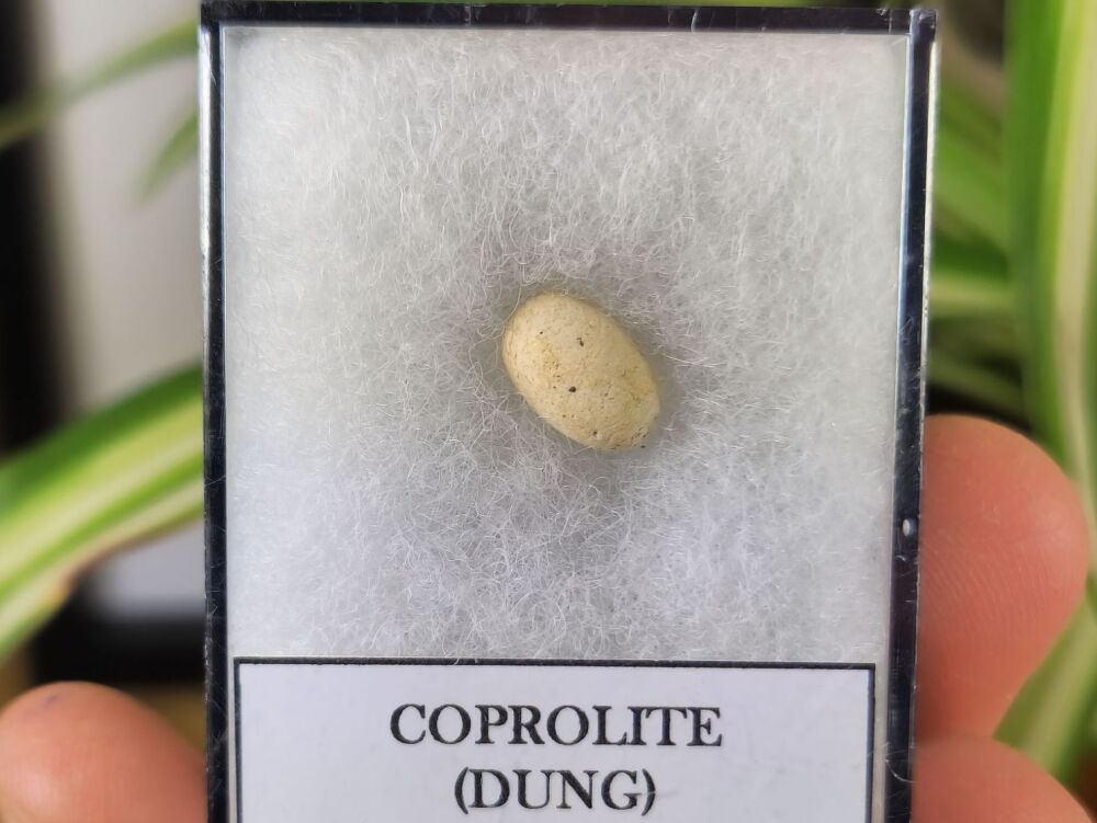 Triassic Coprolite (Dung), Bull Canyon Fm. #09