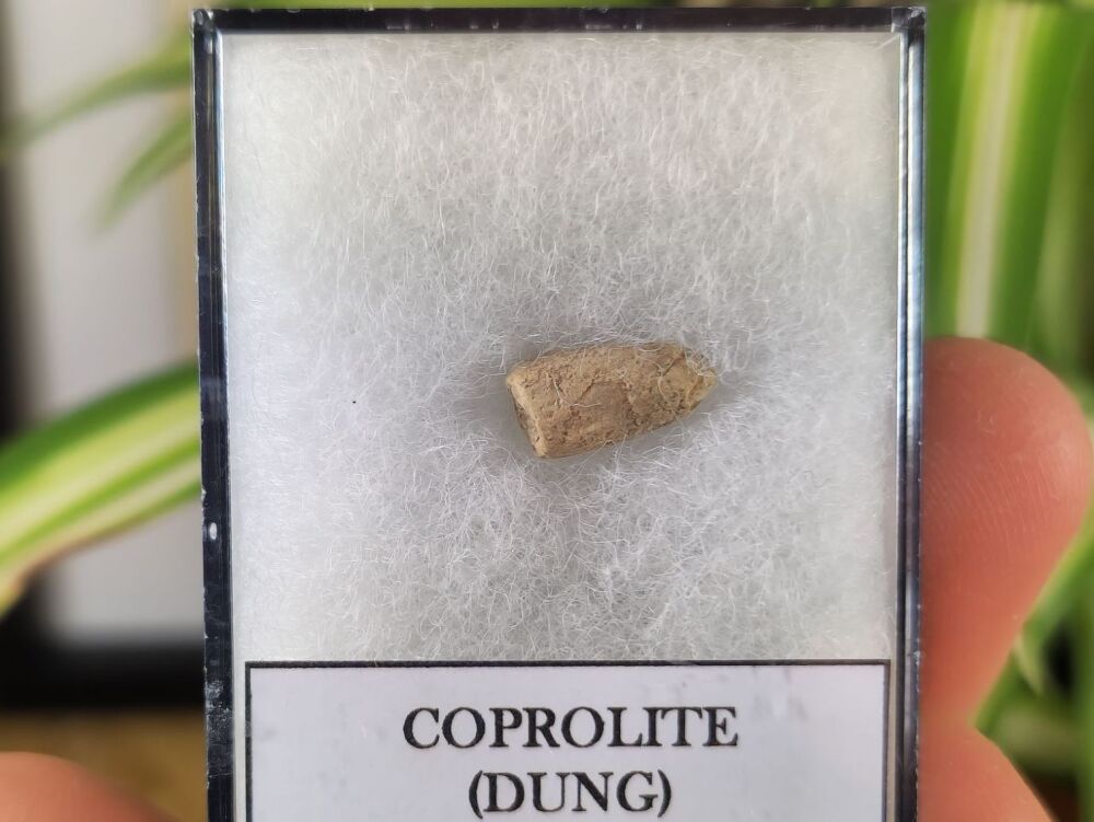 Triassic Coprolite (Dung), Bull Canyon Fm. #10