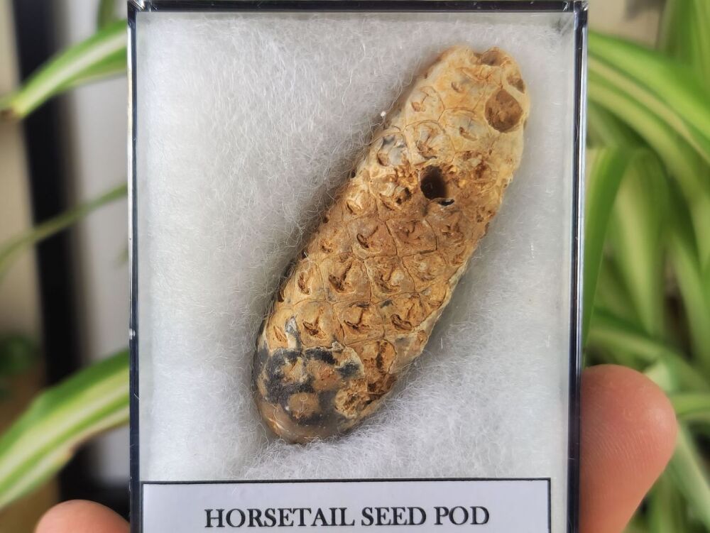 Horsetail Seed Pod (Equicalastrobus), Morocco #03