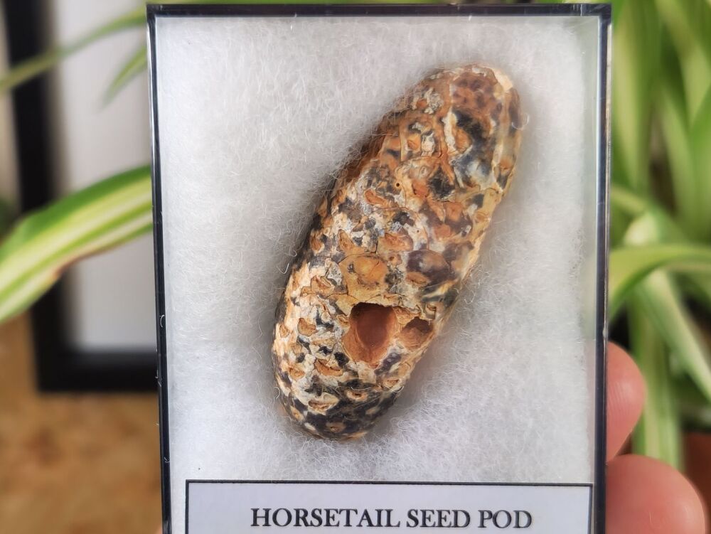 Horsetail Seed Pod (Equicalastrobus), Morocco #05