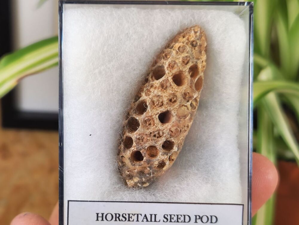 Horsetail Seed Pod (Equicalastrobus), Morocco #09