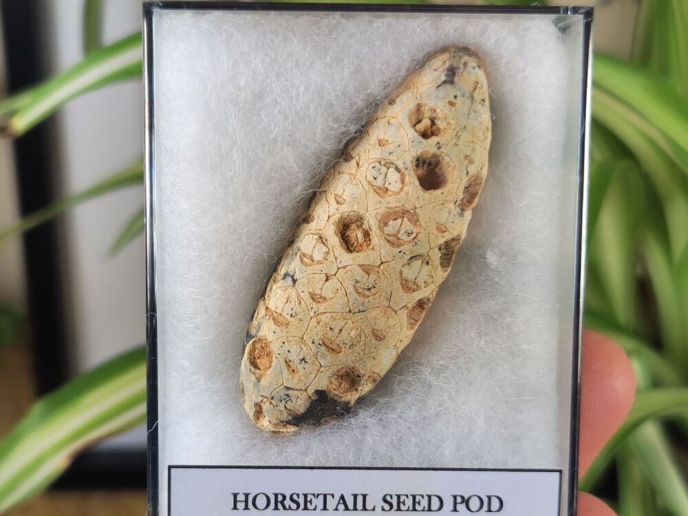Horsetail Seed Pod (Equicalastrobus), Morocco #10