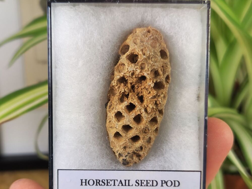 Horsetail Seed Pod (Equicalastrobus), Morocco #11