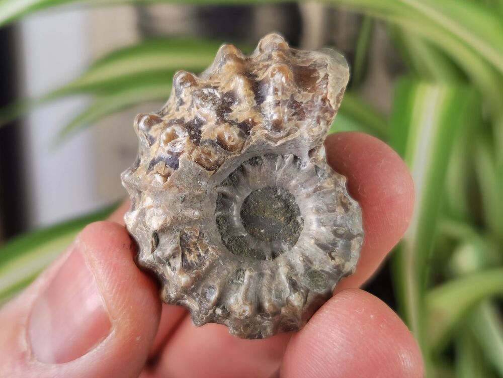 Douvilleiceras Ammonite (Madagascar) #01
