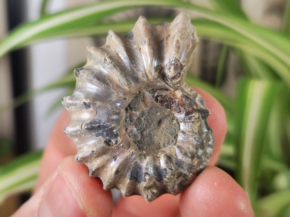 Douvilleiceras Ammonite (Madagascar) #02