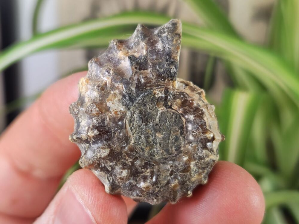 Douvilleiceras Ammonite (Madagascar) #03