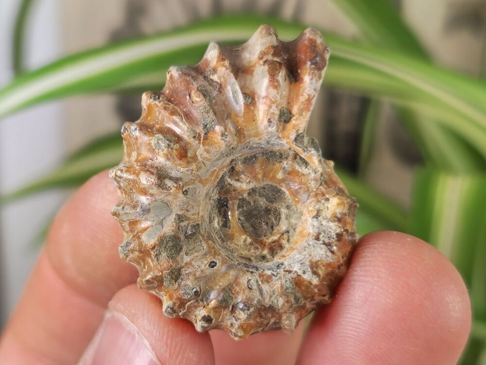 Douvilleiceras Ammonite (Madagascar) #04