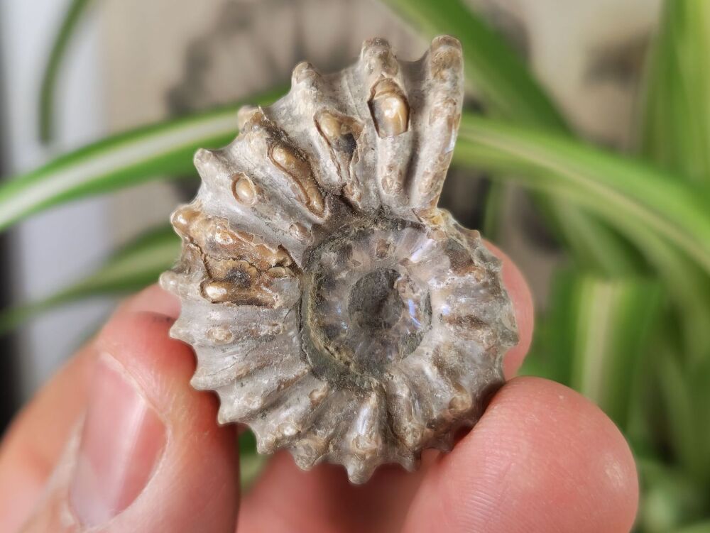 Douvilleiceras Ammonite (Madagascar) #05