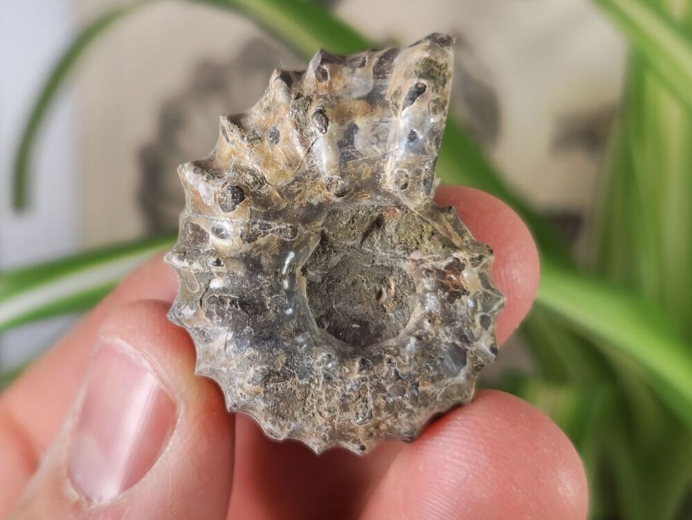 Douvilleiceras Ammonite (Madagascar) #06