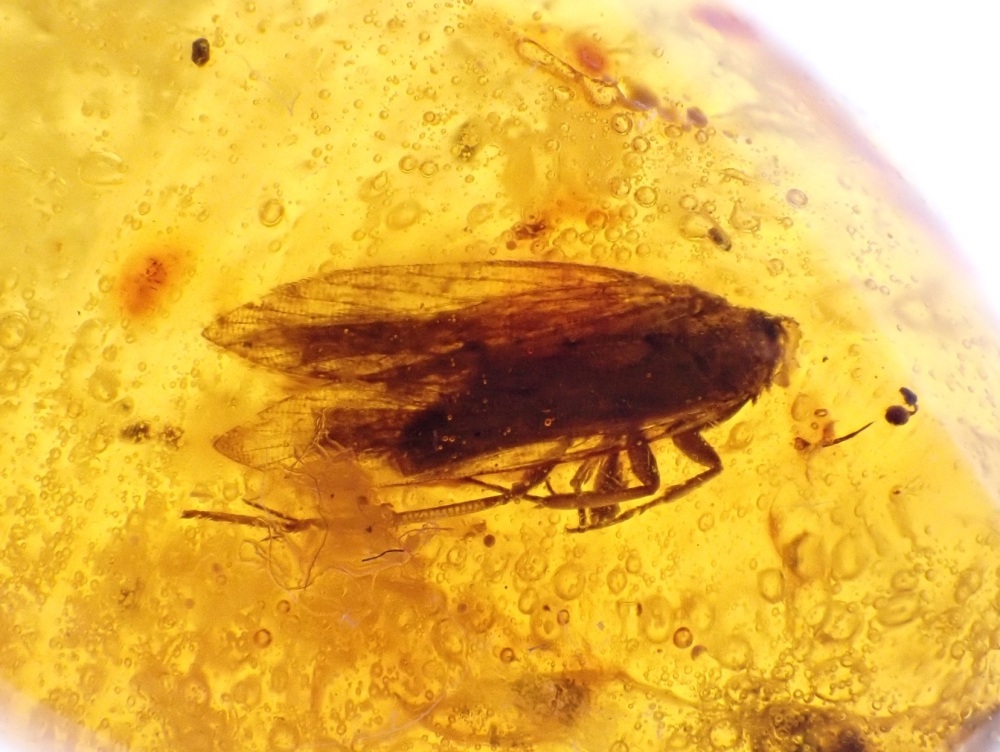 Dominican Amber Inclusion #01 (Winged Insect Inclusions)