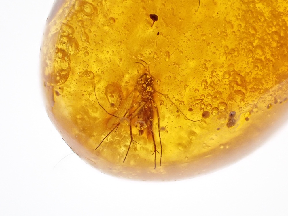Dominican Amber Inclusion #01 (Winged Insect Inclusions)