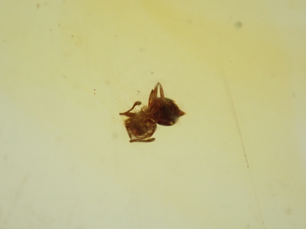 Dominican Amber Inclusion #03 (Ant Inclusion)