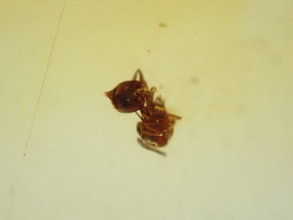 Dominican Amber Inclusion #03 (Ant Inclusion)