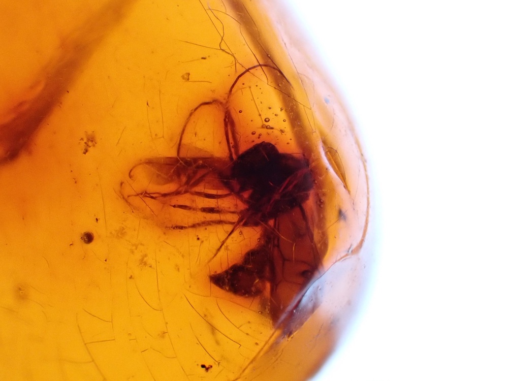 Dominican Amber Inclusion #05 (Insect Inclusion)