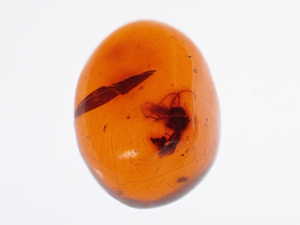 Dominican Amber Inclusion #05 (Insect Inclusion)