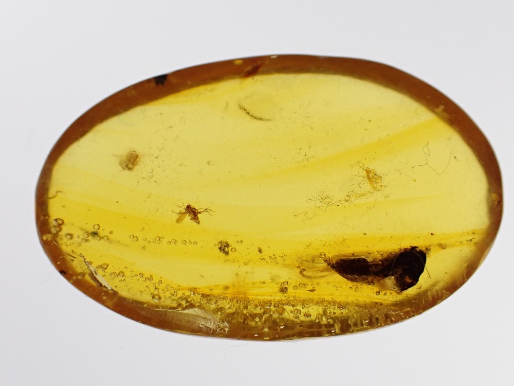 Dominican Amber Inclusion #06 (Winged Insect Inclusion)